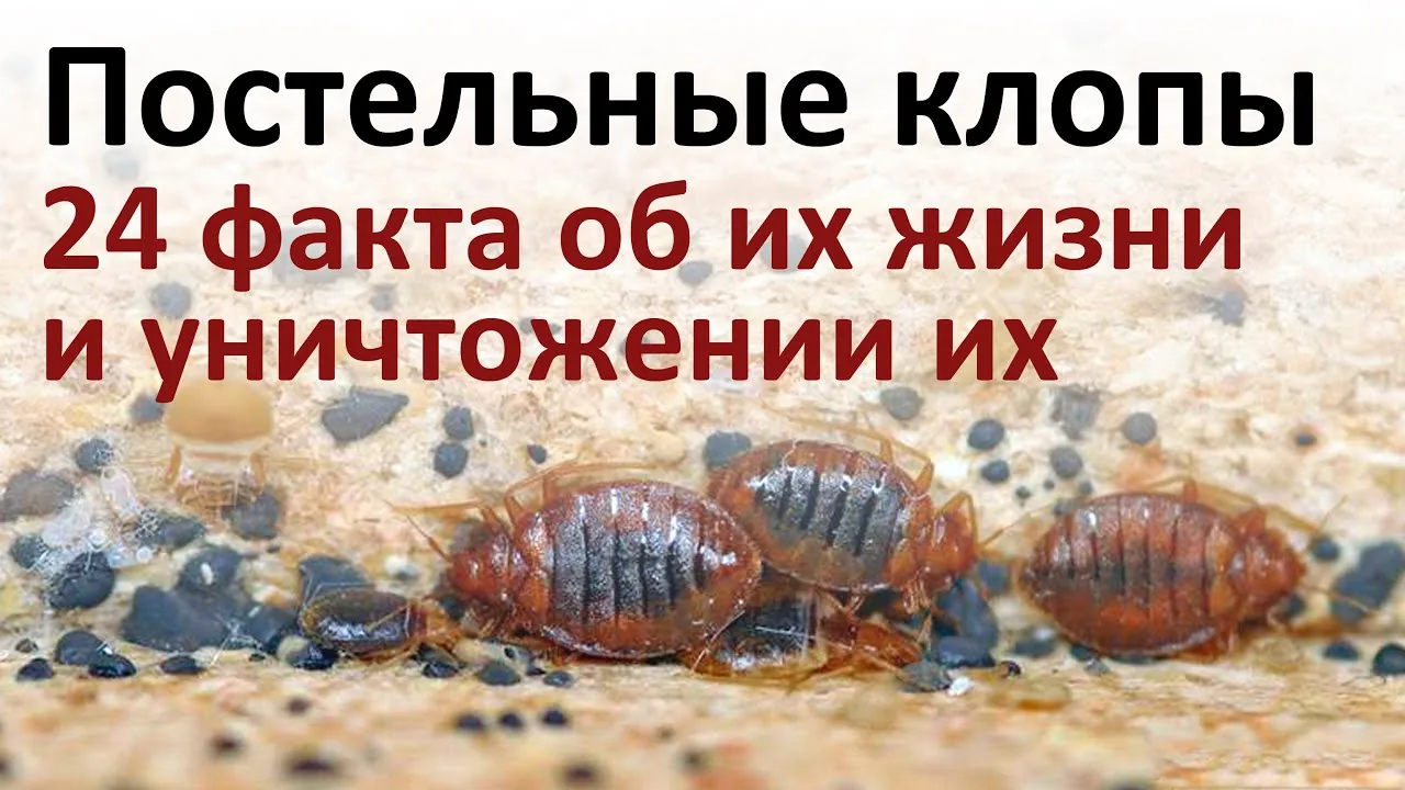 Видео на YouTube